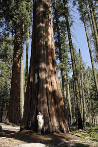 sequoia<br>NIKON D200, 20 mm, 100 ISO,  1/160 sec,  f : 5.6 , Distance :  m